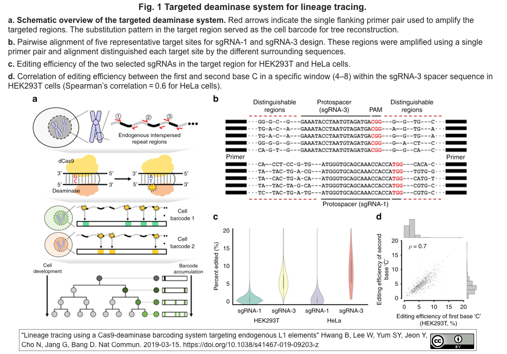 crisp_bio
	  内在LINE-1を標的とするBE3による新たなCRISPR-Cas細胞系譜再構成法
	コメント