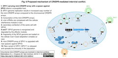 mini-CRISPR