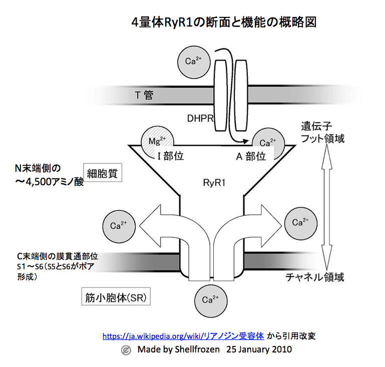 Amazon.co.jp: からだと性格: 生体エネルギー法入門