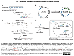 CRISPR-Tagシステムを利用してB型肝炎ウイルス共有結合型環状DNAの動態を生細胞内で観察