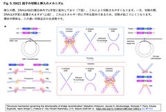 IS621 因子の切除と挿入のメカニズム