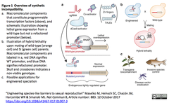 CRISPRaを組込んだ系統を作出することで標的系統を絶滅するsynthetically incompatible (SI) strain法；酵母で実証、侵入種やベクターのコントールに展開可能なシンプルな手法