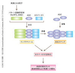 インフラマソームを制御して、アミロイドβの凝集・沈着を抑制する