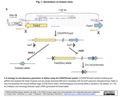 CRISPR/Cas9ゲノム編集により初の双極性障害 (BD)モデルマウスを樹立し、DHA摂取による症状改善などを同定