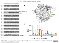 GGからGへ: 5'-NNG-3' PAMを認識するStreptococcus canis Cas9