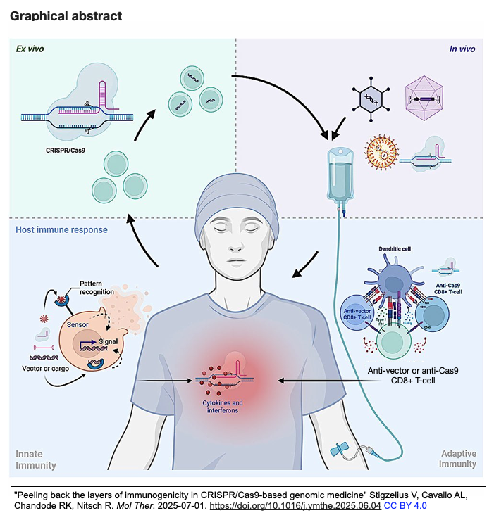 ゲノム医療におけるCRISPR/Cas9システムの免疫原性の深層を探る