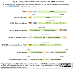 microABE: SaCas9をベースとしオールインワンAAVにて送達可能かつRNAオフターゲット編集活性がミニマムなABE