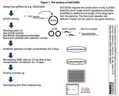 CRISPR-Cas9によりマウス癌細胞株の遺伝子をノックアウトするシンプルな方法