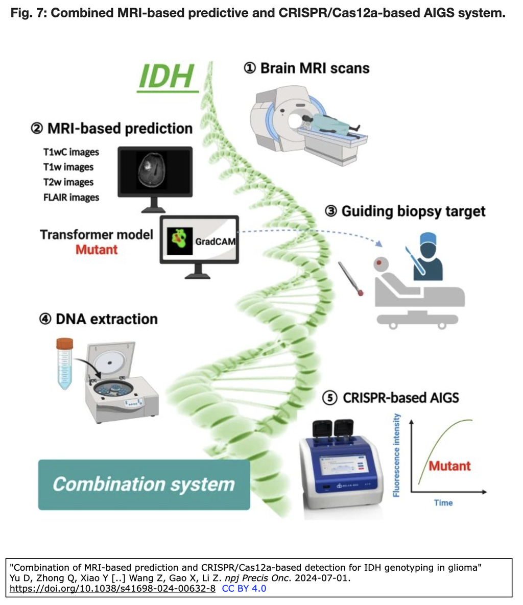 神経膠腫におけるIDH遺伝子型決定を, MRIに基づく予測とCRISPR 神経膠腫におけるIDH遺伝子型決定を, MRIに基づく予測とCRISPR