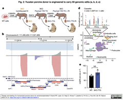 [20240213更新] CRISPR-Cas9を利用して69種類の遺伝子改変を施したブタの腎臓をカニクイザルに移植し、最長2年間生存