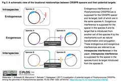 Porphyromonas 2