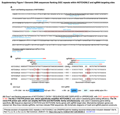 CRISPR/Cas9によるNOTCH2NLC遺伝子のGGCリピート伸長を正確に除去 -  神経細胞核内封入体病モデルにて実証