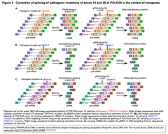 POLR3Aミスセンス変異によって引き起こされるスプライシング欠陥のRNAベースの発見と修正