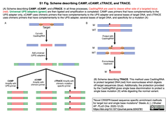 CRISPR技術を変異誘導でもノックインでもなく、標的DNAのエンリッチメントに利用する