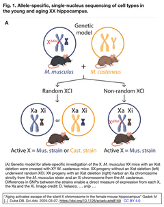 雌のマウスでは, 加齢により海馬においてサイレントX染色体が不活性状態から脱出し, 認知機能の老化が抑制される