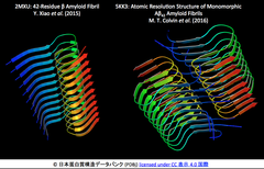 Aβ42アミロイド線維のNMR原子分解能構造