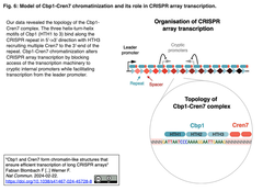 長いCRISPRアレイからのプレcrRNAへの効率的転写を保証するクロマチン様構造を形成する因子を同定