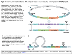 注意喚起：CRISPR-Cas9 HDRを介したショウジョウバエゲノム編集中には, 望ましくない挿入変異が高頻度で発生します