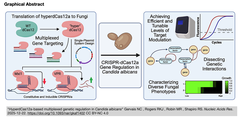 カンジダ・アルビカンスにおけるHyperdCas12aに基づく多重遺伝子制御