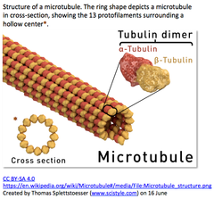 microtubule