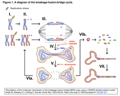  A diagram of the breakage-fusion-bridge cycle.