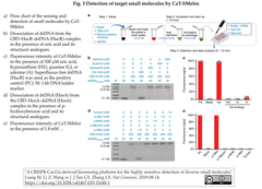 Detection of target small molecules by CaT-SMelor