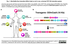 セーフ・ハーバーにNHEJを介してDox誘導性Cas9発現カセットを導入した細胞とマウスが、疾患モデル開発に貢献する