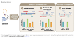 Disrupting pegRNA intramolecular