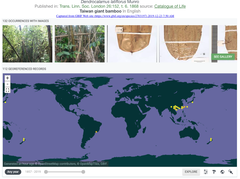 ma bamboo