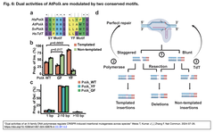CRISPR-Cas9が誘発する変異は, XファミリーDNAポリメラーゼが帯びている2種類の活性によって, が制御される