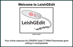 リューシマニアを対象とするLeishGEdit CRISPR-Cas9法によるKOとKIおよびgmls リボザイムをベースとするKDによる機能ゲノミクス