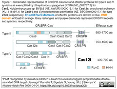 CRISPRメモ_2020/04/10 (4件)
