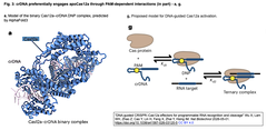 DNA-guided CRISPR–Cas12a 3