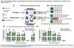 FTDやALSの病因変異であるC9orf72遺伝子の6塩基反復配列の伸長 (C9-FTD/ALS) にCRISPR-Cas9 GE技術で立ち向かう（1/2）