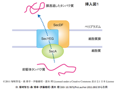 翻訳後ポリペプチドが結合した活性状態のSecA-SecY複合体構造解析