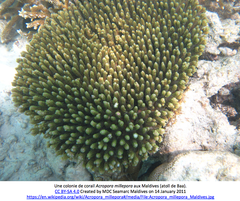 Acropora millepora
