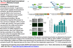 Cpf1-based transcription factors 2