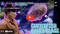 OISTとマックスプランク/北京大学ならびにOISTとワシントン大学の研究チームがそれぞれイカの擬態ならびにタコの睡眠を深掘り