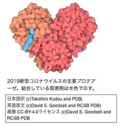 crisp_bio
	  [解説] 新型コロナウイルスのプロテアーゼとは?
	コメント