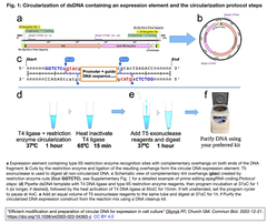 Circularization of dsDNA 1