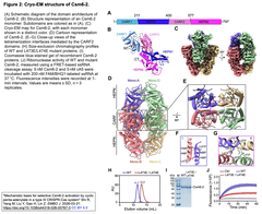Mechanistic basis for selective Csm6-2　Fig. 2