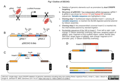 DECKO: デュアルCRISPR/Cas9を利用して，lncRNAを含むゲノム領域を削除するツール