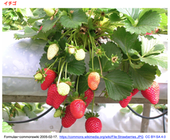 RPA-CRISPR/Cas12bに土壌培養を組合わせることで, イチゴ萎凋病の土壌伝染性真菌病原体を, 現場で迅速に視覚的に検出