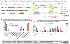 ABEのデアミナーゼをTALEで標的部位に誘導することで，ABEにおけるCas9由来のオフターゲット活性を抑制
