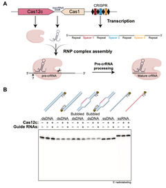 Cas12c-1