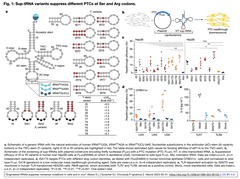 Sup-tRNA