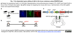 In vivo cell type-specific CRISPR knockdown