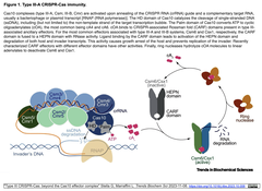 Type III CRISPR-Cas -  beyond the Cas10 effector complex