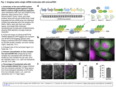 Single-molecule live-cell RNA imaging Fig. 1
