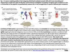 CRISPR-Cas9により種々のKras変異体の腫瘍原性の同時解析を可能とするモデルマウスを作出